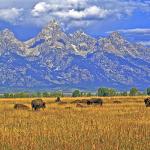 Buffaloes & The Grand Tetons