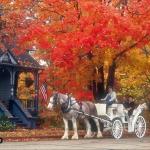 Carriage In The Fall